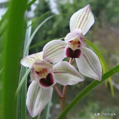 兰花春兰四大名品,兰花十大名品是哪些