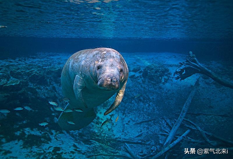 苍蝇看你像慢动作*放播**以及9种不可思议的动物