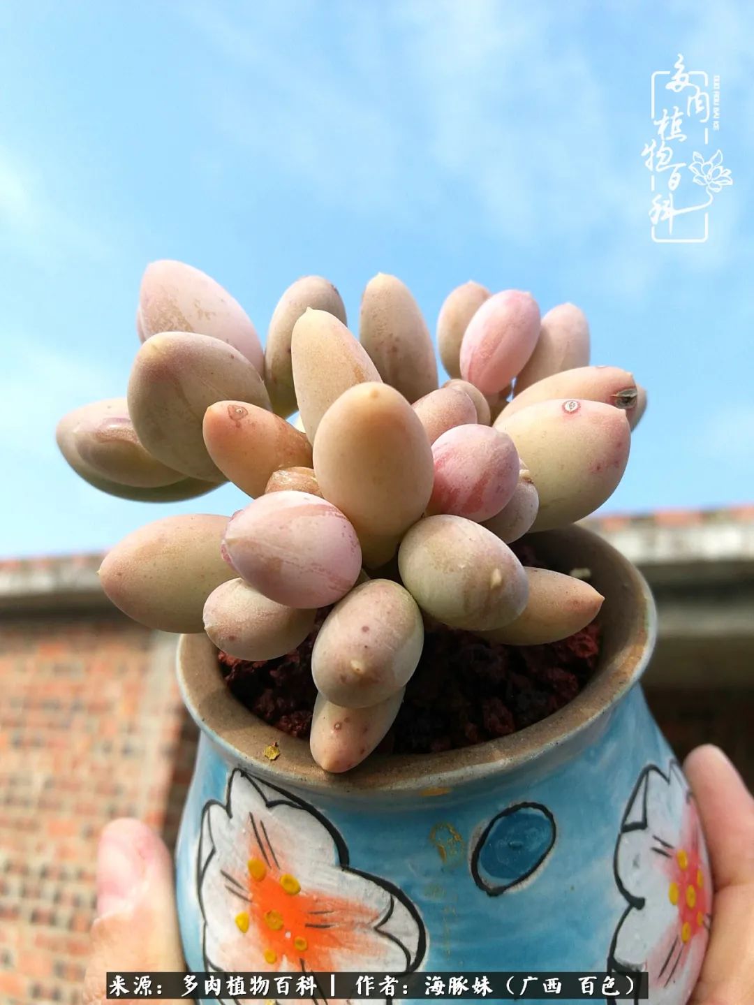 七月的雨,八月的风,多肉植物,我还是喜欢你