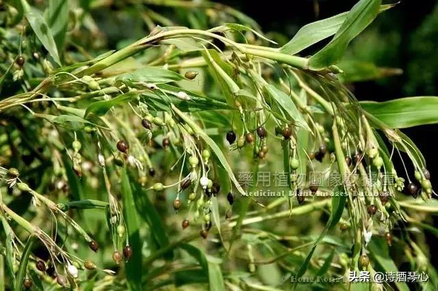 每天最少学一味中药桃仁,每天最少学一味中药白术