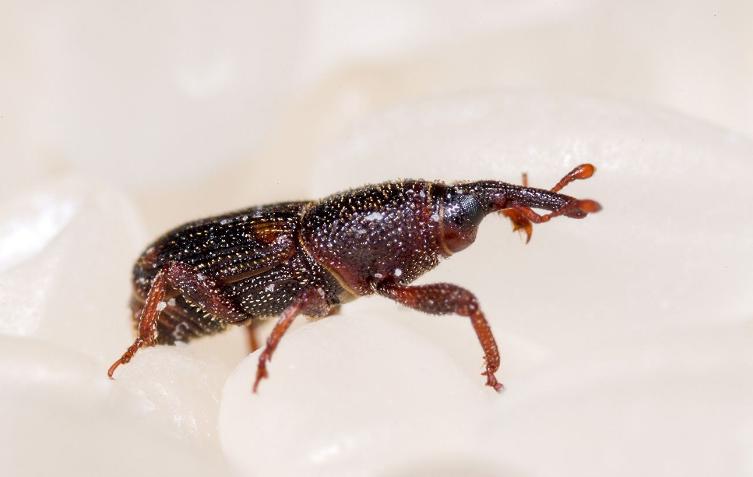 大米生虫了怎样驱虫小妙招,怎么防止大米里生飞蛾