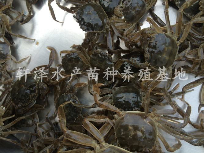 室内养殖螃蟹有什么方法,养殖螃蟹掉脚是什么原因