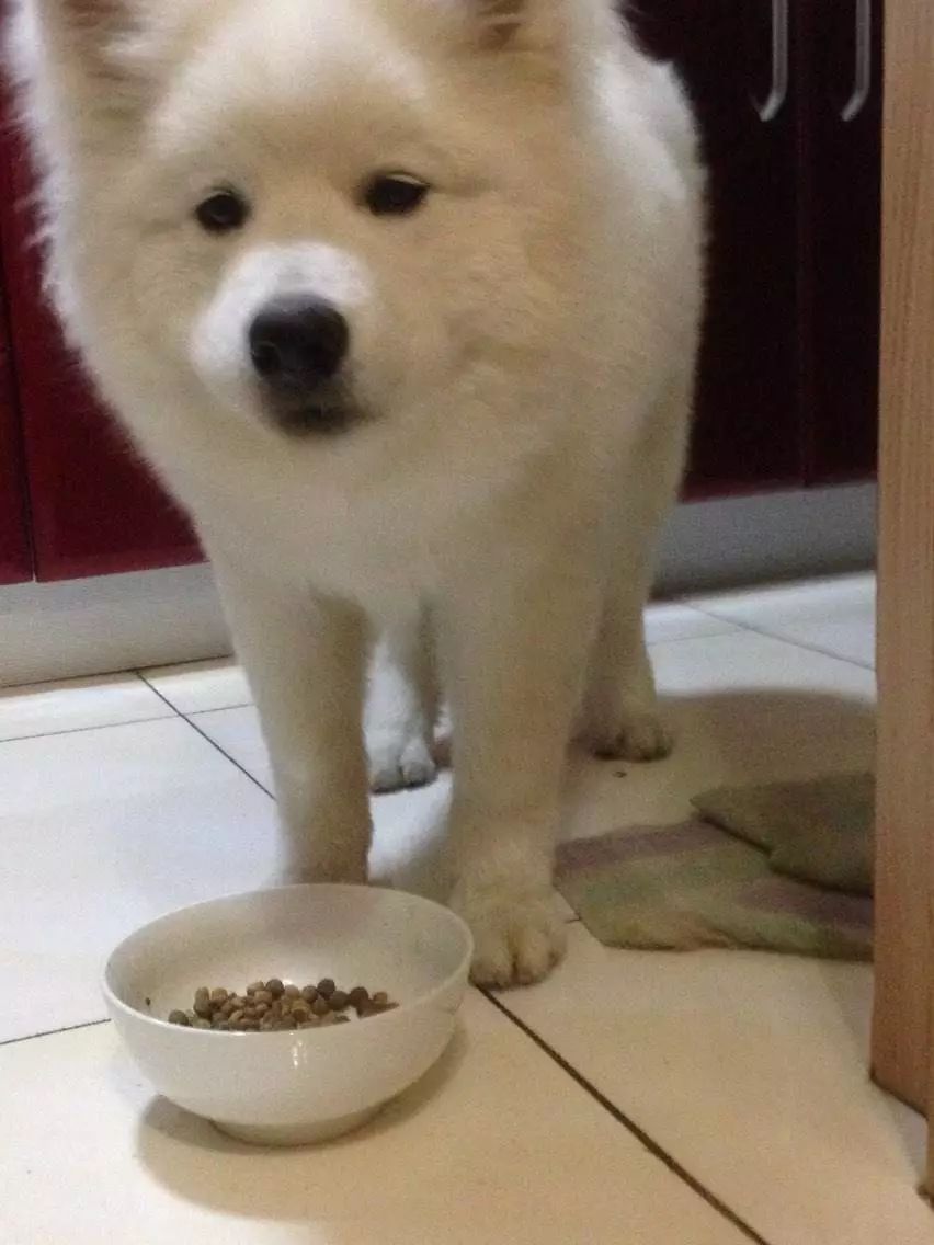 爱犬生病了,爱犬病的处理方法