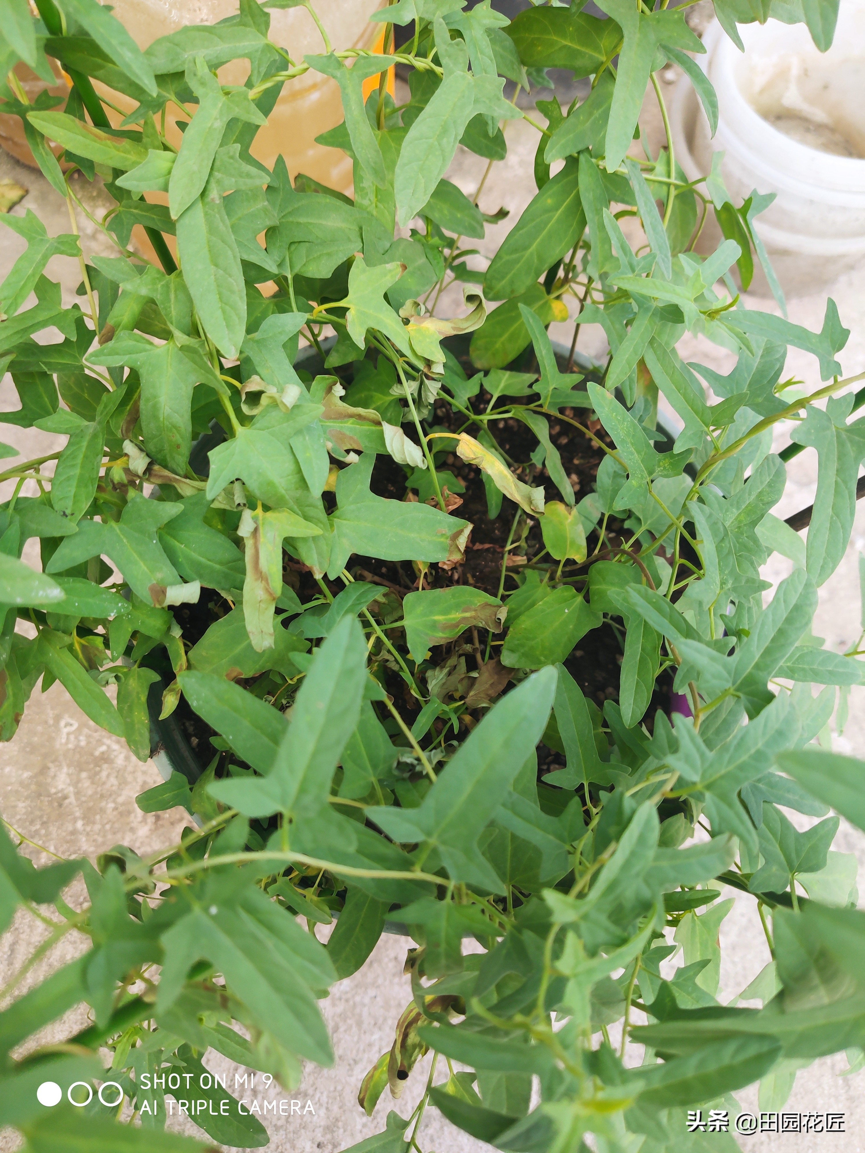 牡丹黄叶的处理方法,移栽的牡丹蔫蔫的怎么补救