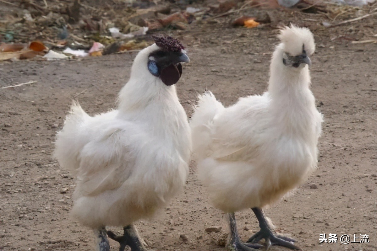这个辣鸡,才是浙江人心里yyds