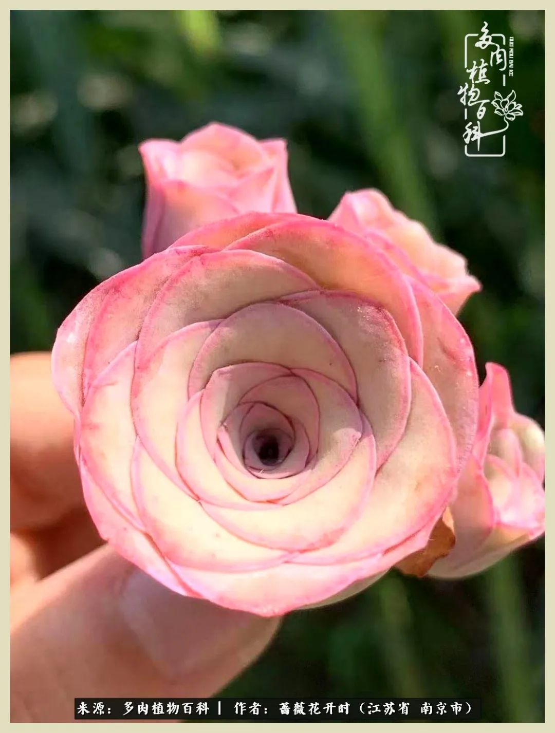 又见颜的妩媚，色的诱惑！这些山地玫瑰礼盒惊艳了眼眸