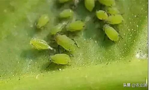 家庭防治虫害的最佳方法,自制蔬菜种植除虫小妙招