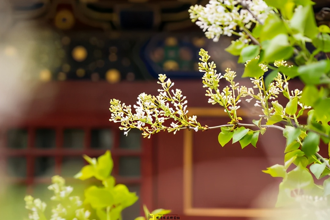 崇庆皇太后寿康宫,寿康宫崇庆太后与十三贝勒