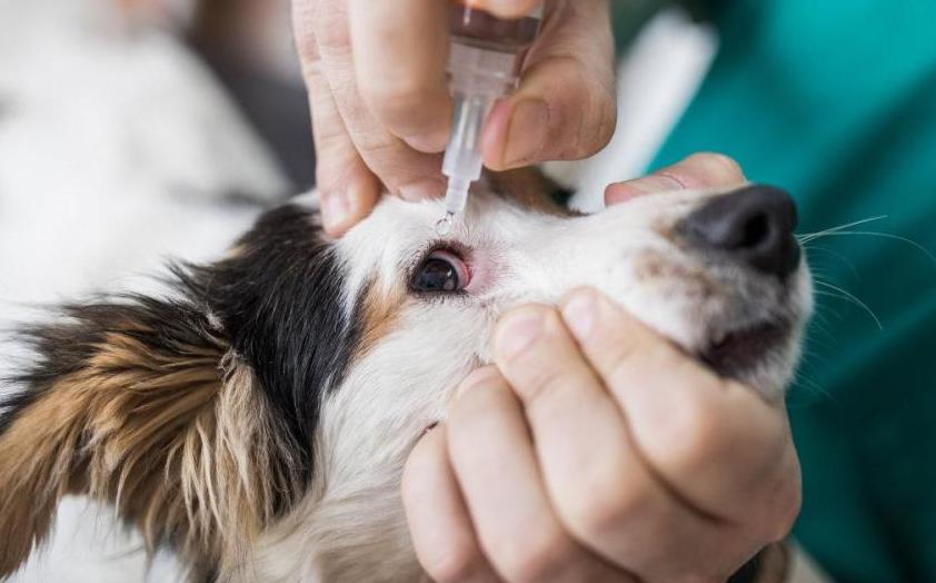 狗狗眼泪流个不停，可能是生病了，主人要重视