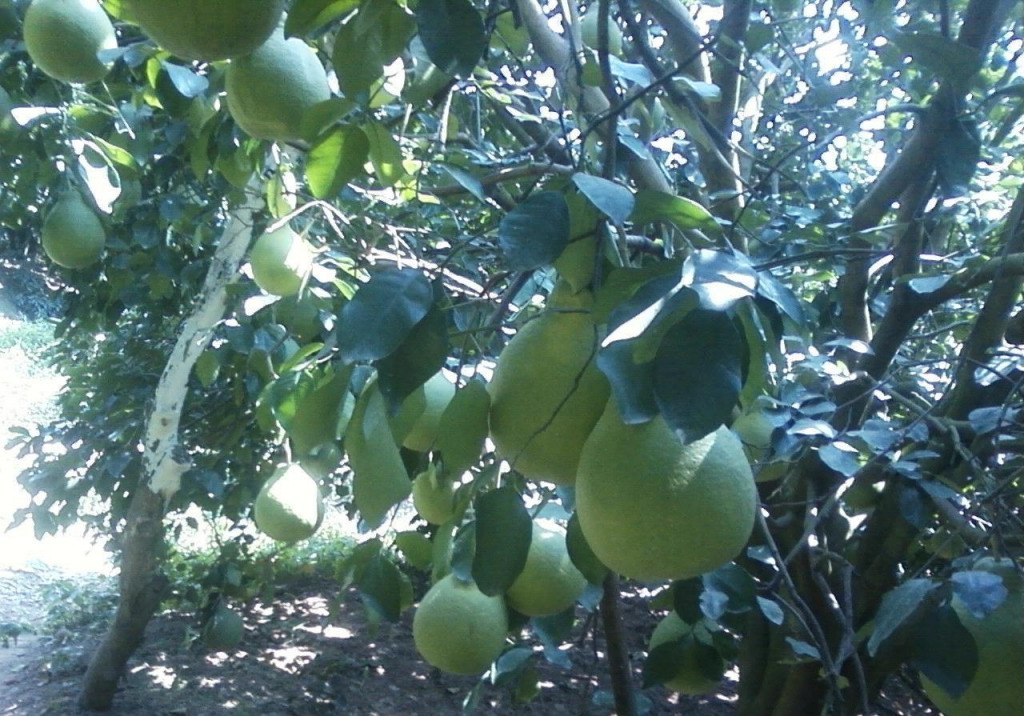 柚子树日记300字,柚子树的观察日记700字以上