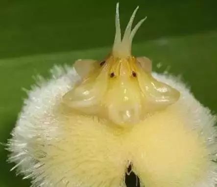 世界顶级奇花异卉,100种奇花异草图