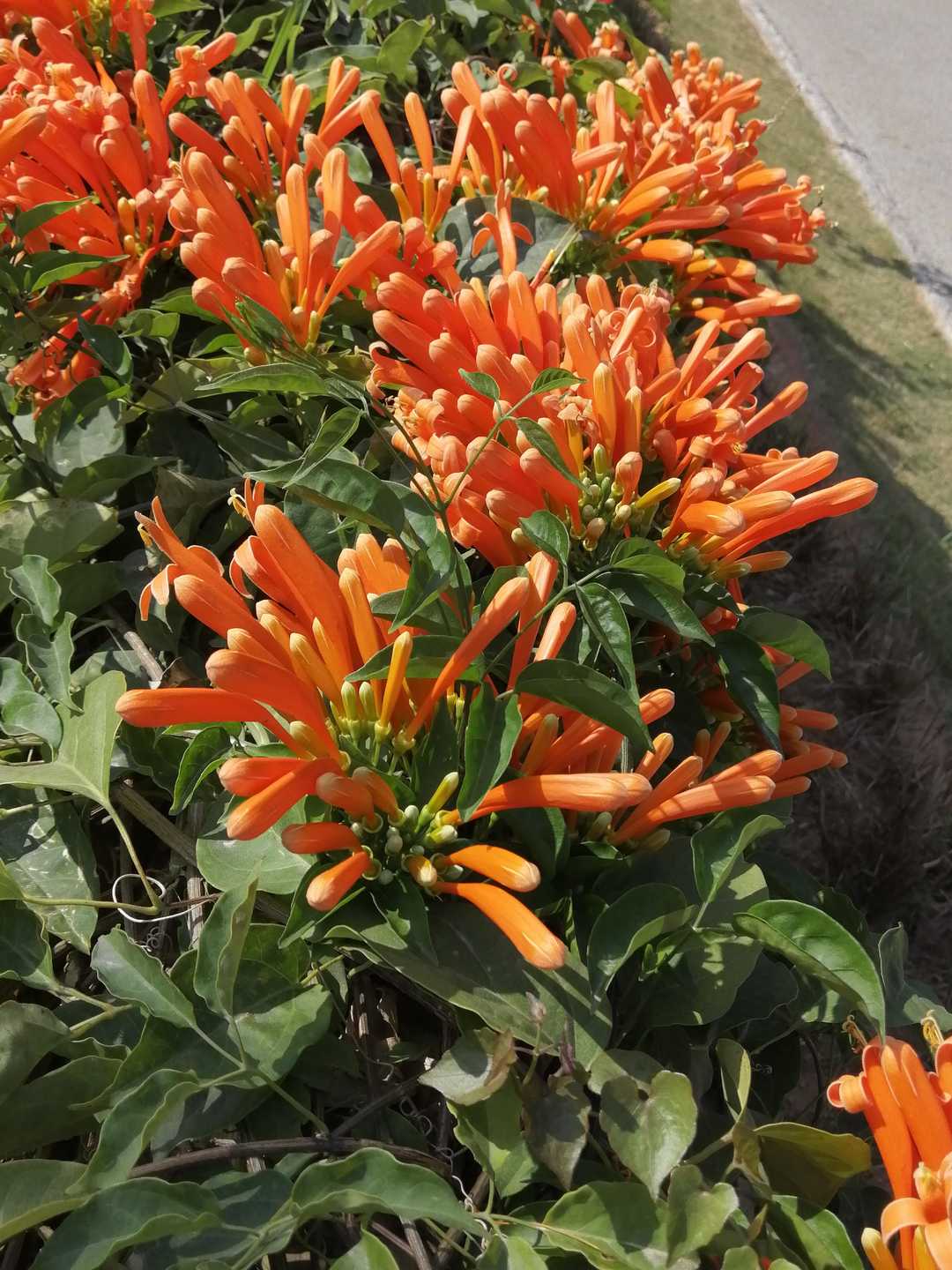 新年炮仗,炮仗花过年