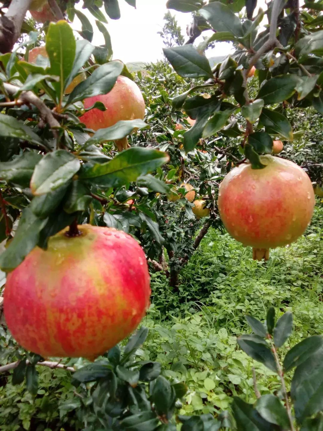 石榴花落叶怎么补救,石榴花开得太多怎么疏果