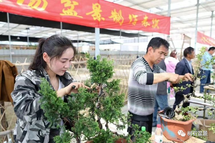 杨派盆景传承人,杨派盆景非遗传承人