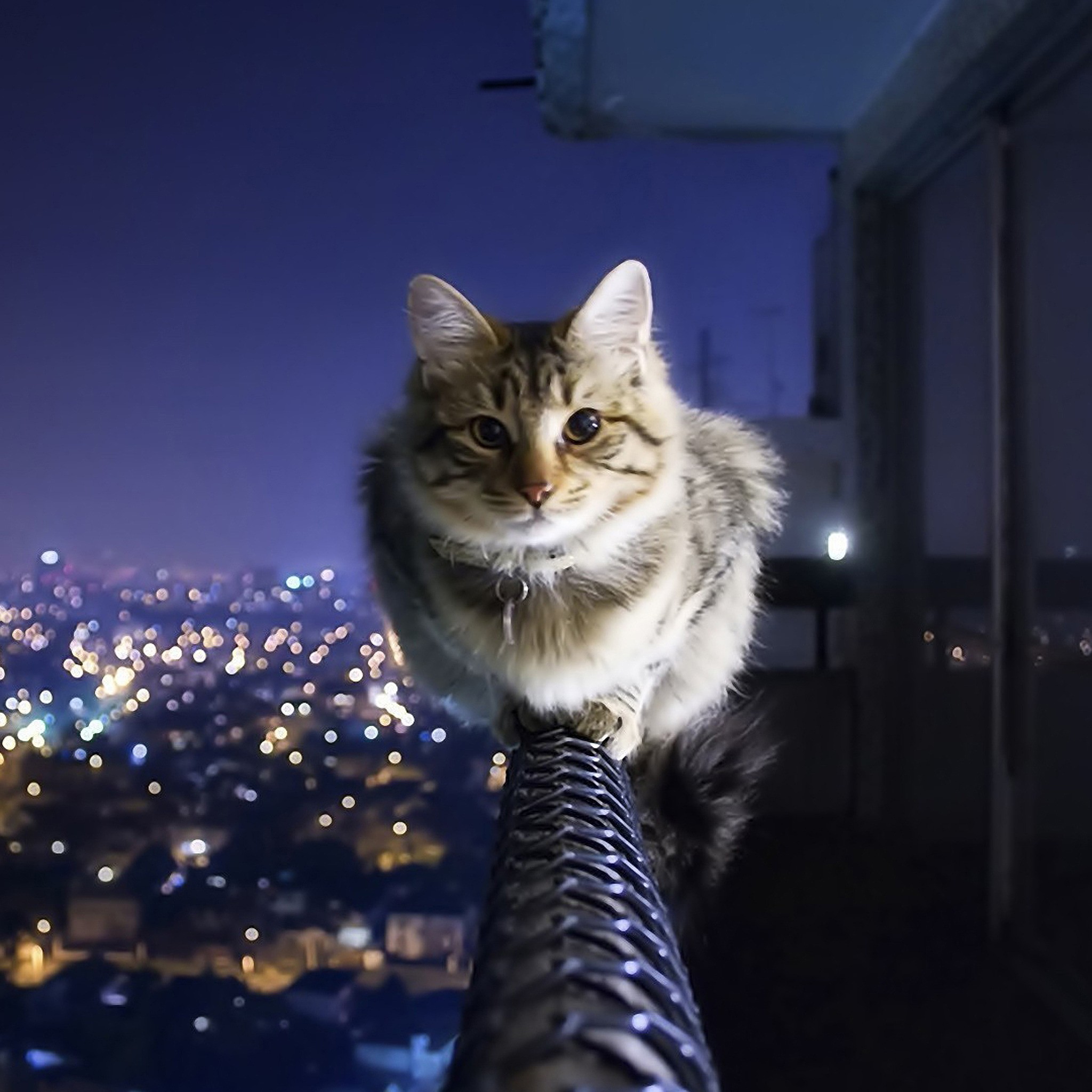 猫咪走失一星期后怎么找回,猫咪丢了3天找回来可以洗澡吗