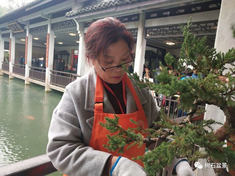 金艳盆景精品欣赏,幸得一知己