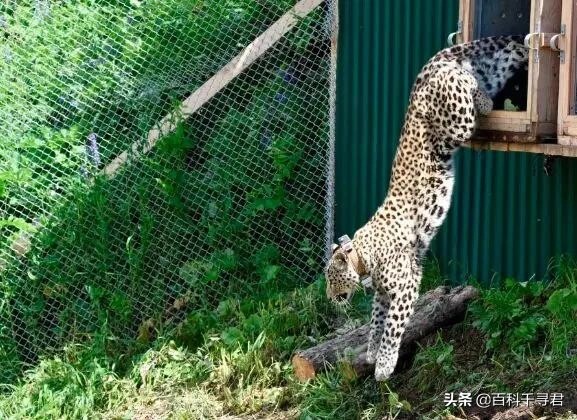 美洲豹是最强大的猫科,最凶猛的猫科动物美洲豹