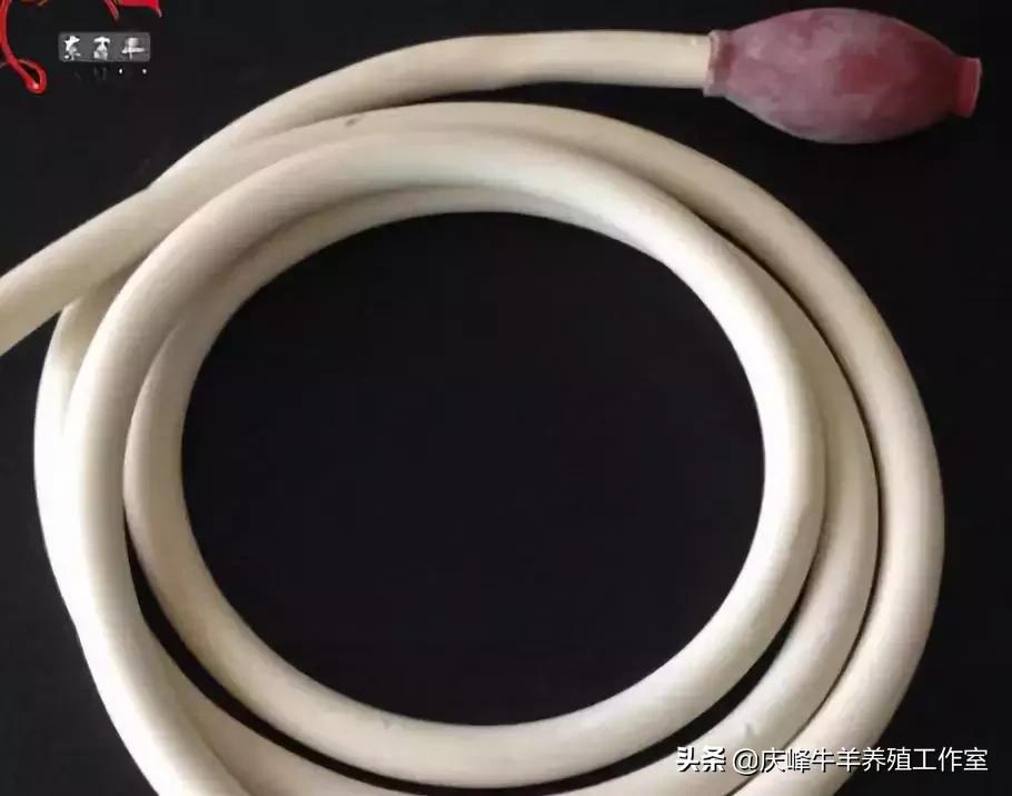 每日一招：牛灌药灌呛了怎么办？