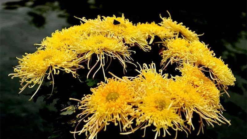 深秋时节的菊花展诗情画意,秋日赏菊30幅菊花图