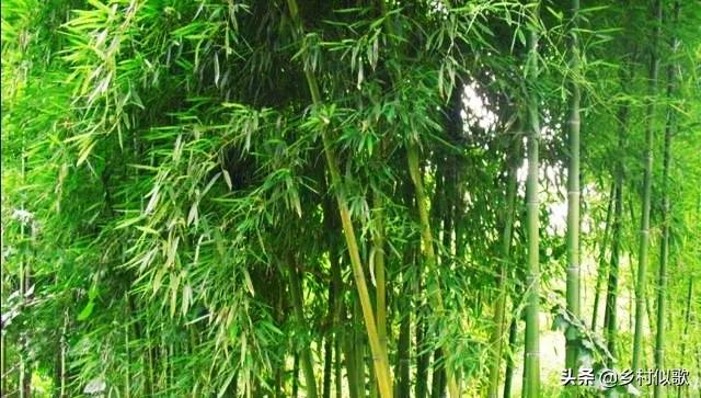 竹子顽强的生命,竹子坚韧的特点