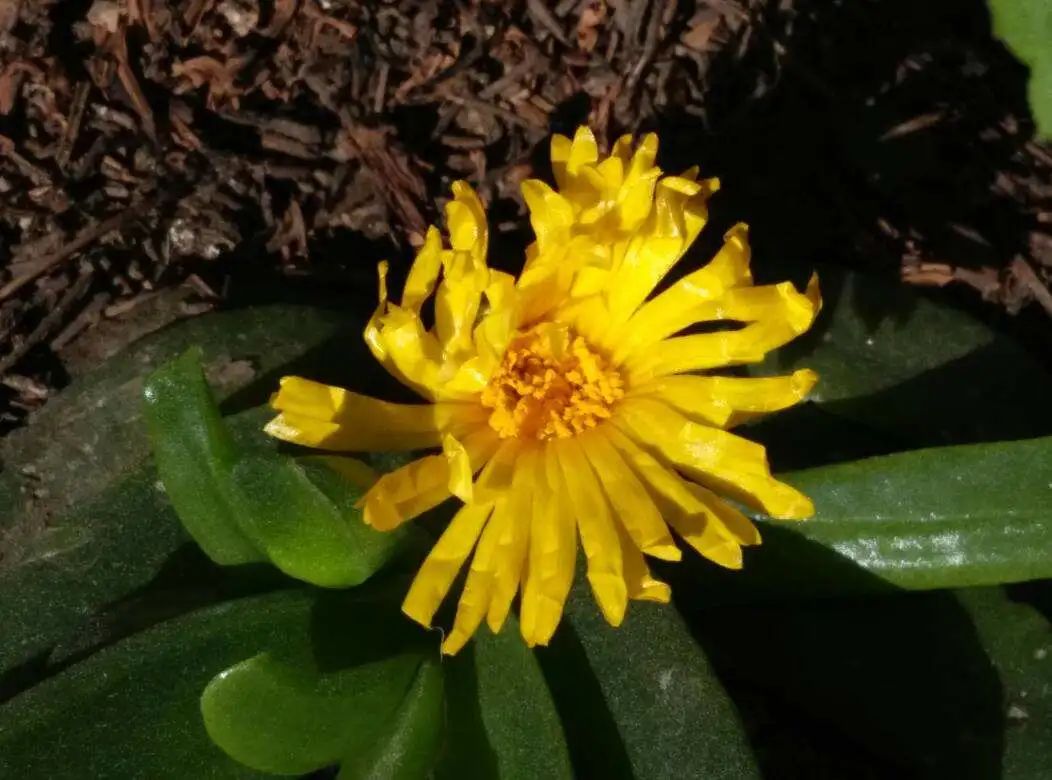 招财佛手花好不好养,佛手掌花冬天怎么养