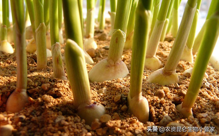 大蒜根腐病怎么治疗,大蒜根腐病怎么防治