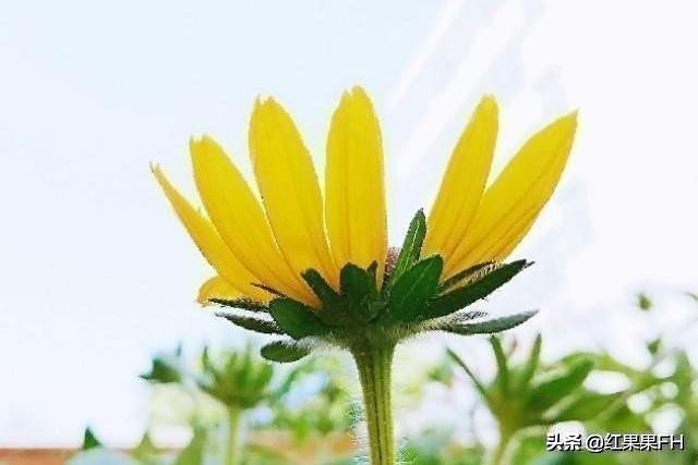 黑心金光菊和全缘金光菊的区别,黑心金光菊雌雄同株还是雌雄异株