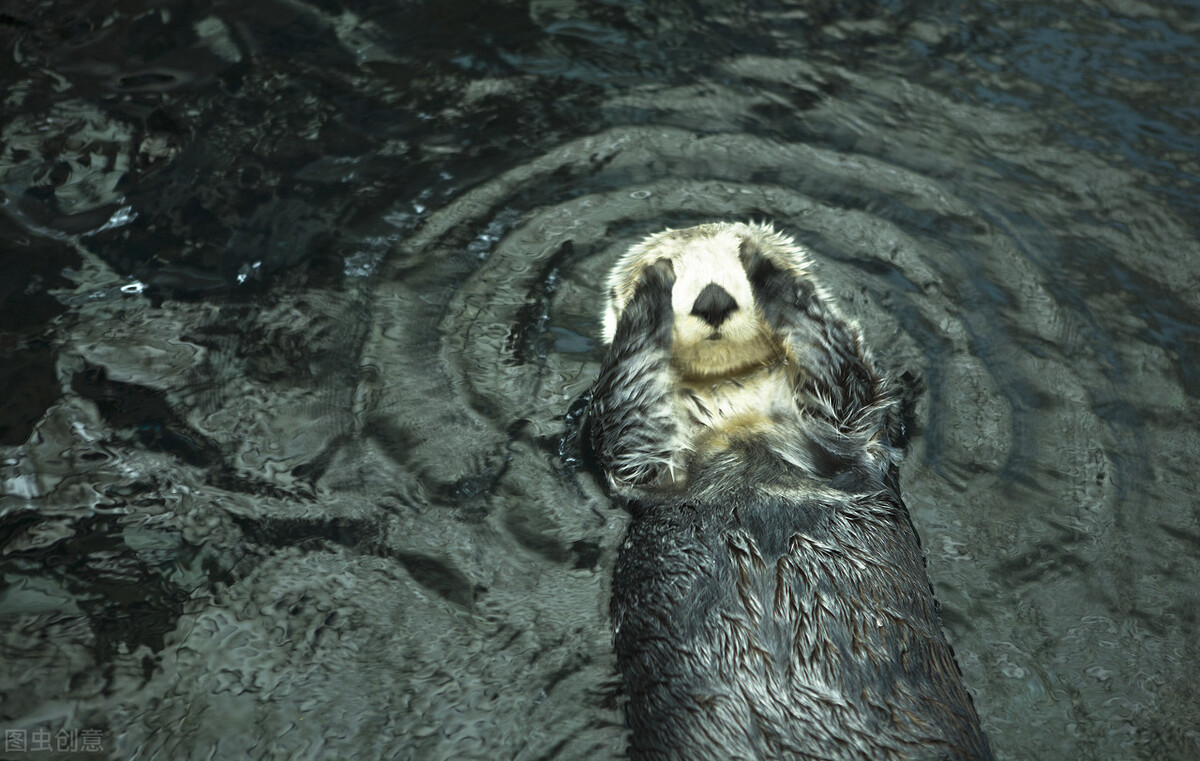 不要再把这些动物当做水猴子啦!这些动物快哭了