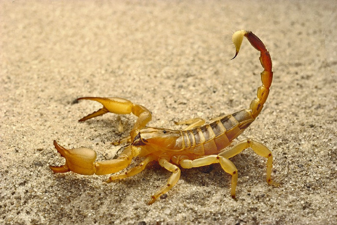 中药药性详细讲解视频,中药药性总论