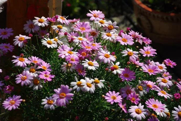 百花图谱大全100幅,工笔百花图谱100种