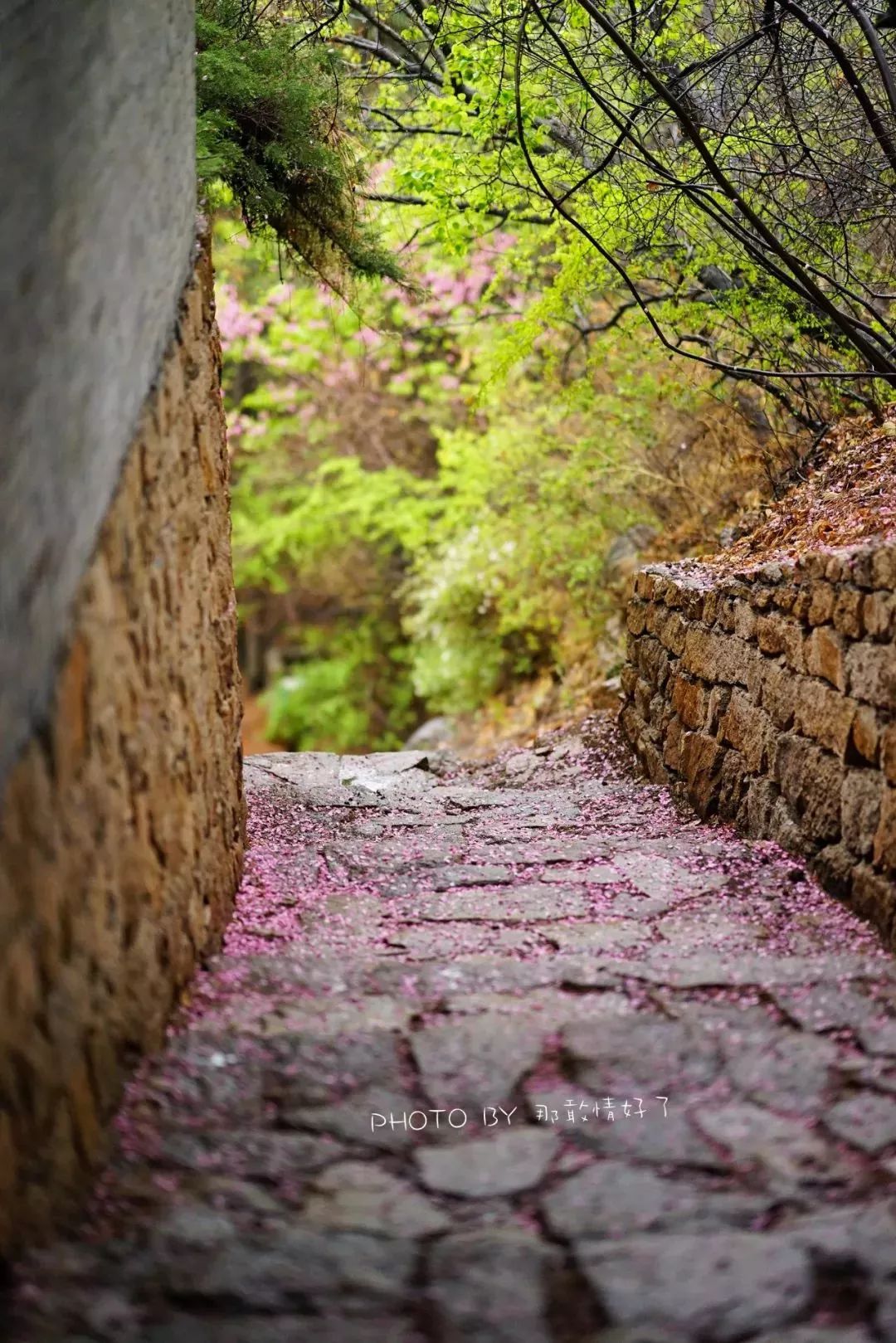 北京京郊童话树屋,台湾神奇的树屋