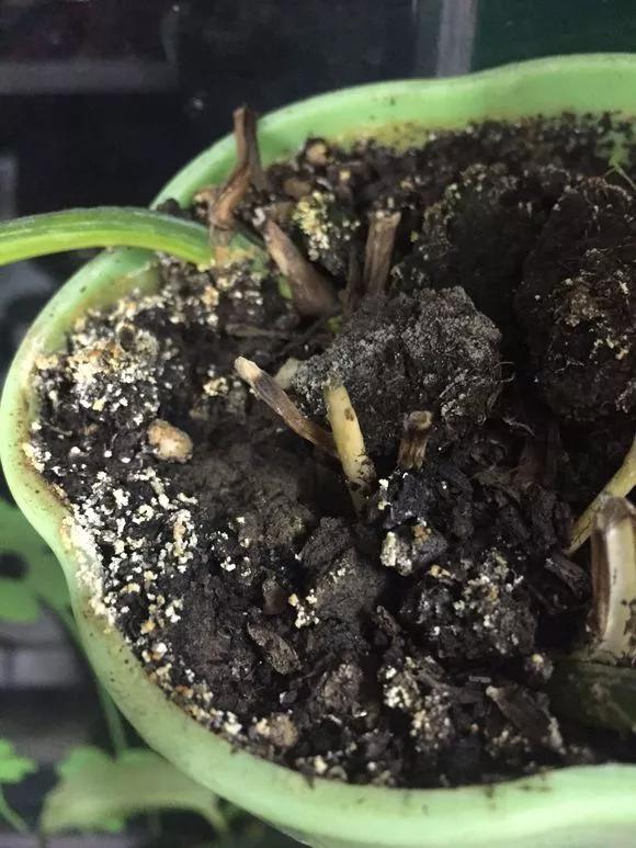 盆栽黄叶烂根什么原因,黄叶烂根怎么补救