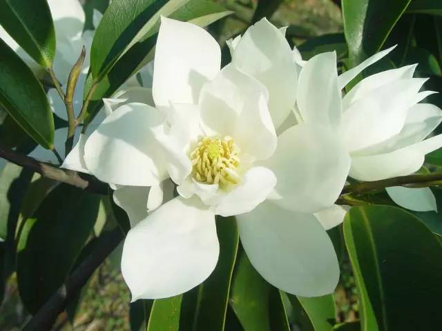 50种常见花卉浇水技巧,50种花卉种植技巧