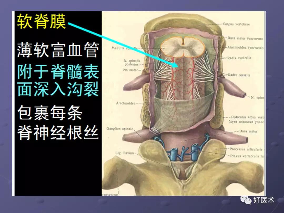 脊柱mri有哪些特点,乳腺疾病的mri诊断及鉴别
