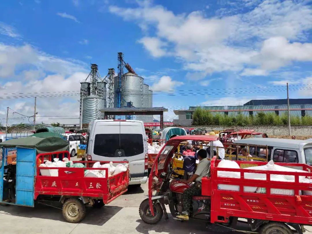 20万亩红高粱熟了，是国台酒更香的秘密｜知酒热点