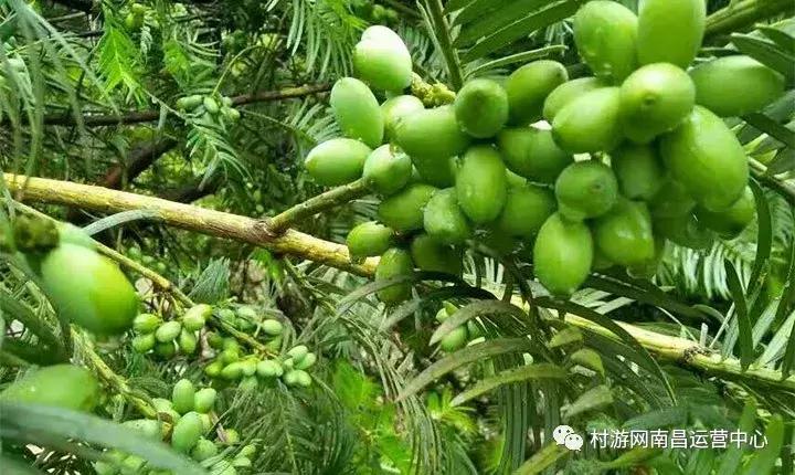 南昌现代庄园别墅,滨江庄园南昌