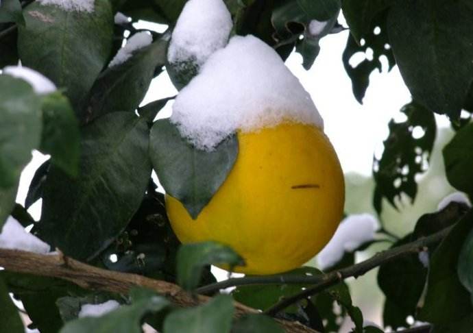 七项技术措施帮助果树安全过冬,果树过冬的正确方法