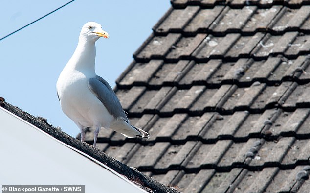 英国夫妇遭索马里海盗劫持,英国夫妇被绑架