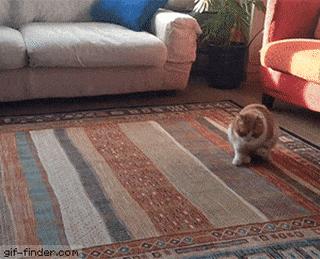 小猫咪为啥乱拉屎,有些小猫咪表面挺正常