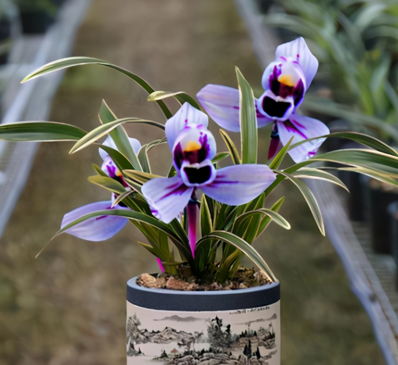 建兰色花“紫月荷”花色神秘冷艳，香味浓郁持久，叶带金边又好养