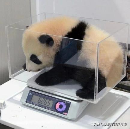 熊猫称完体重后自闭,当熊猫称完体重自闭
