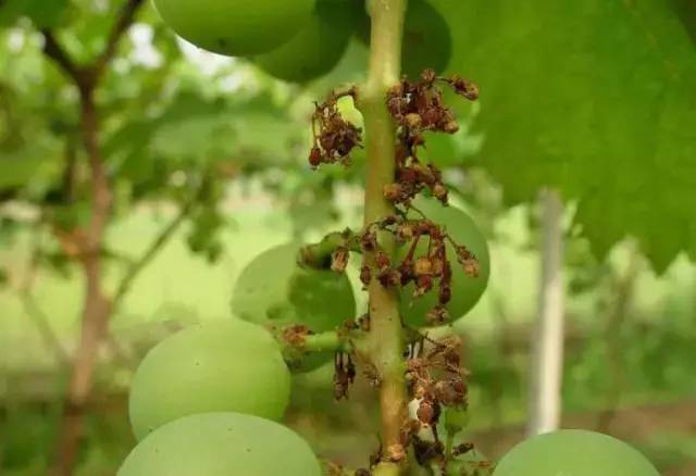 葡萄病害防治识别图谱,葡萄病害鉴定图谱