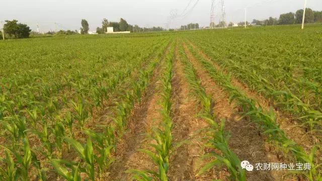 判断一个玉米品种的好坏的标准,新手玉米