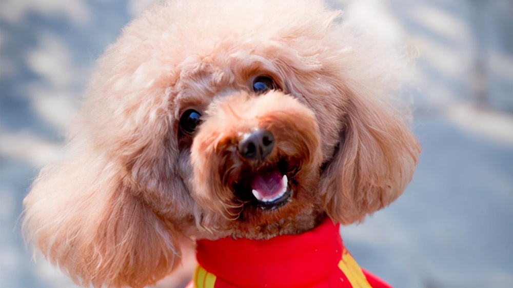 泰迪警惕性太高胆子小怎么办,泰迪有什么坏心思视频