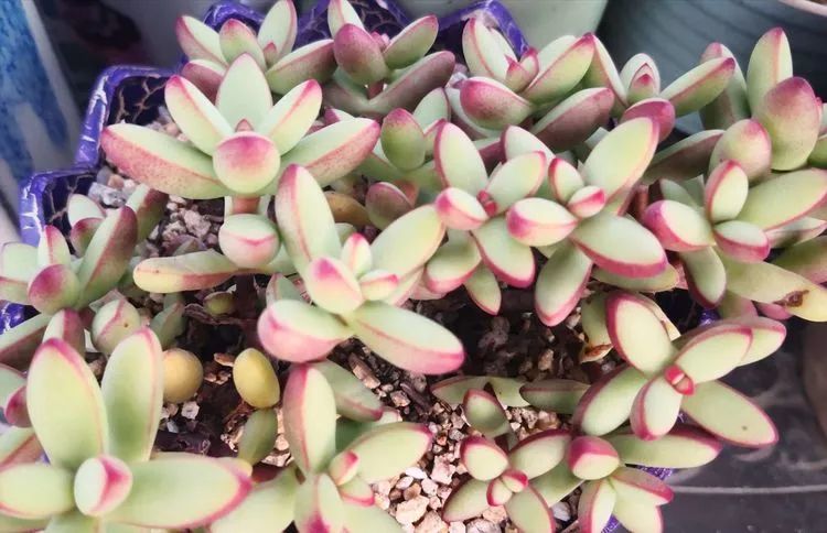 一花一世界多肉园艺,一花一世界一叶一菩提多肉植物