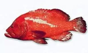 目前最顶级的海鲜鱼,世界上最顶级的海产鱼类