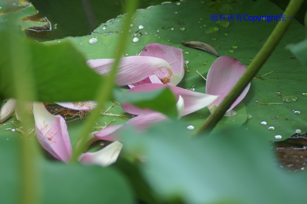 北京紫竹院的荷花：德国Pentacon与日本Minolta镜头实拍对比