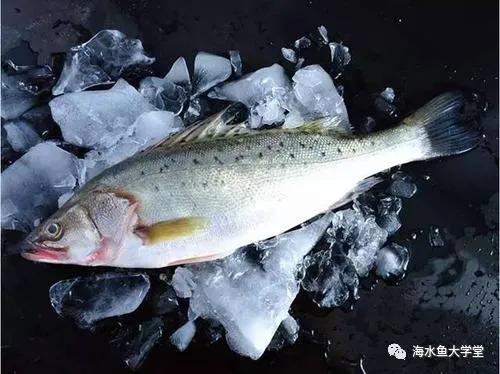 文登西洋参园,天福山文登