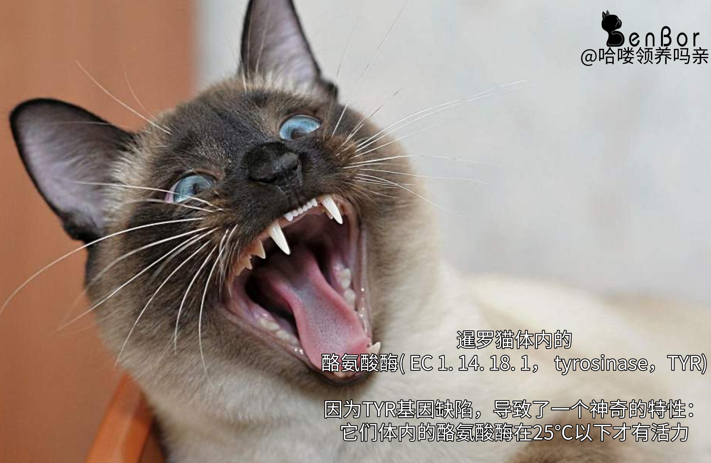 暹罗猫特别怕冷是什么原因,为什么暹罗猫怕冷