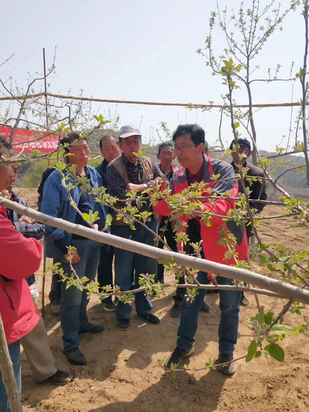 志丹县发布霜冻预警,陕西黄陵苹果防霜冻